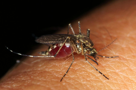 Maladie cérébrale piqure moustique
