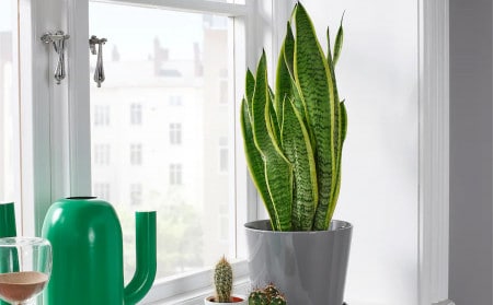 plante Ikea