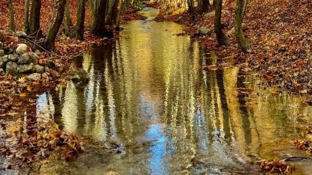 Un corps en morceaux retrouvé dans un ruisseau