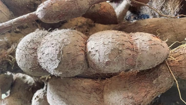 Aliment Manioc dangereux