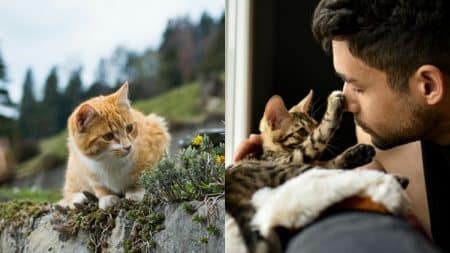 Chat perdu retrouve
