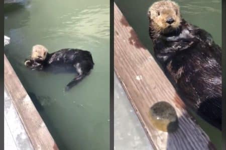 Une loutre de mer complice avec un pêcheur : la vidéo trop mignonne