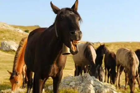 horse, laughing horse, funny, smile, animal, fun, nature, laugh, brown horse, brown funny, brown smile, brown fun, horse, horse, horse, horse, laughing horse, laughing horse, laughing horse, laughing horse, laughing horse, funny, smile, smile, laugh, laugh, laugh, laugh, laugh