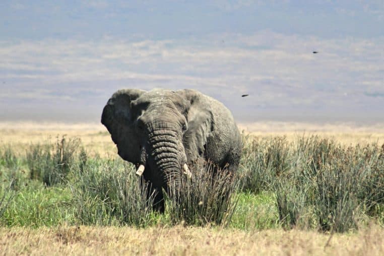 A powerful African elephant roaming the lush grasslands of the Serengeti, showcasing nature's splendor.