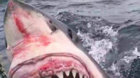 Requin attaque bateau