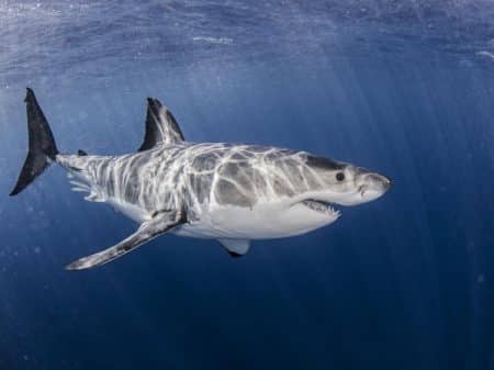 Requin blanc