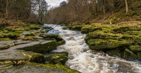 Riviere yorkshire