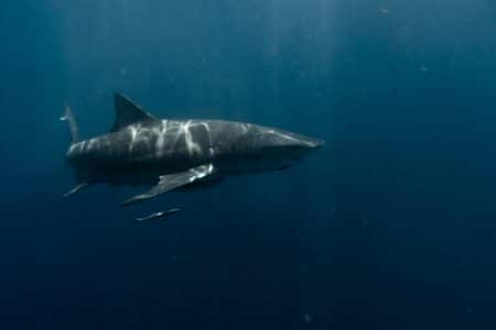 Attaque de requin mortelle en Australie