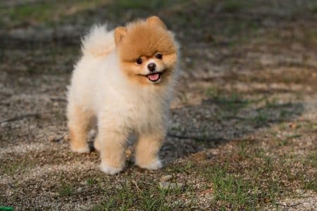 Elle pense acheter un chien livré par hélicoptère : cette arnaque lui coûte plus de 6000 euros