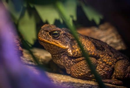 Elle construit un abri pour un crapaud