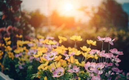 Herbe de pampa : cette plante est désormais interdite en France