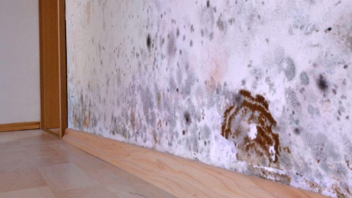 🛑 Comment éliminer la moisissure sur n'importe quel mur l'astuce — free download