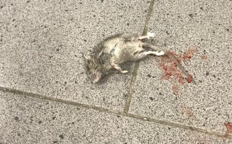souris Aldi actu