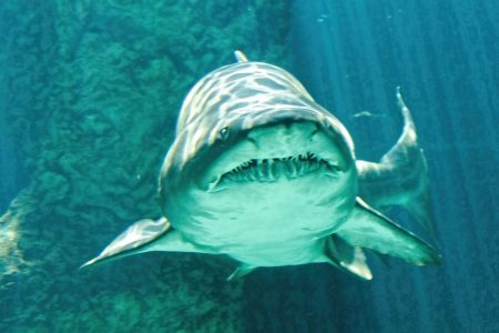 Une touriste attaquée par un requin taureau
