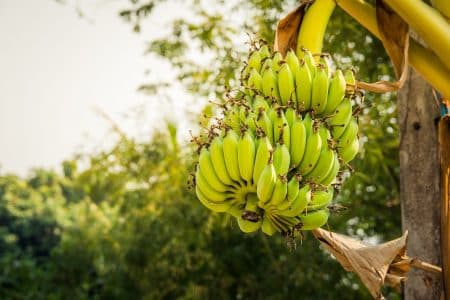 banana tree, nature, tree, dessert banana, plant, fruit, green, growth, blossom, bloom, thailand, banana, banana tree, banana tree, banana tree, banana tree, banana tree