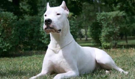 Dogue Argentin