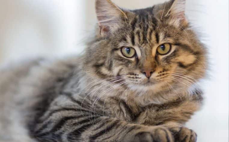 chat actu vieux