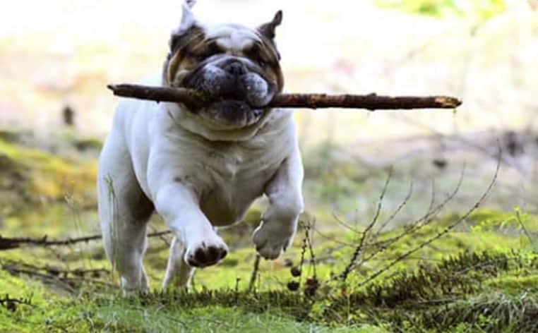chien nage actualité