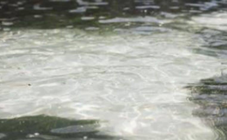 chien nage actualité