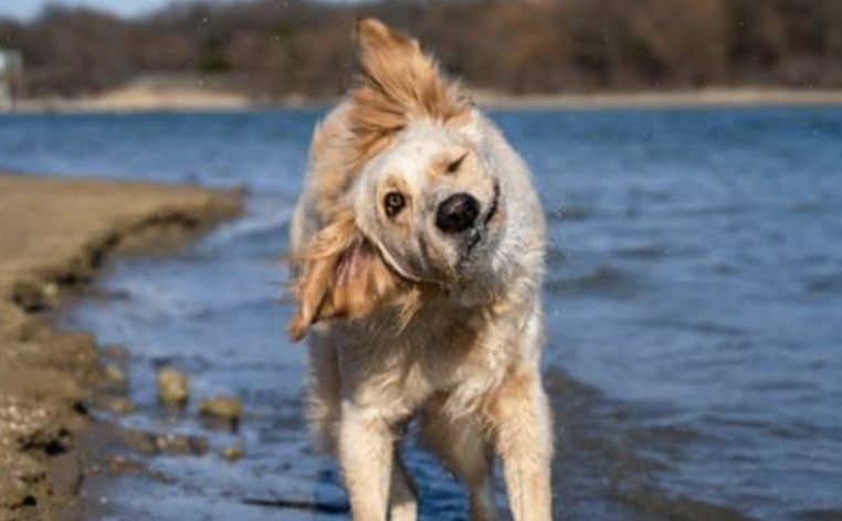 chien nage actualité