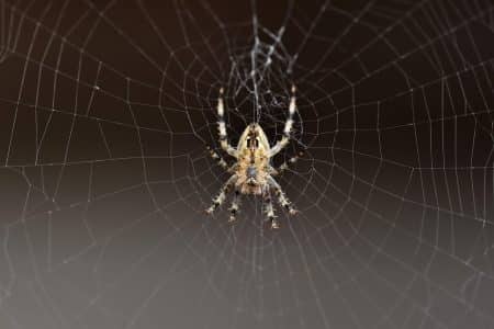 Femmes victimes d'agressions sexuelles "à l'araignée" : "Spiderman", le suspect, a été arrêté par la police