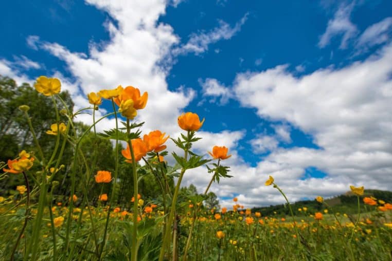 fleurs printemps