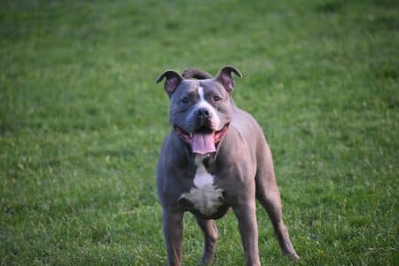Un homme blessé par son chien avec une arme à feu