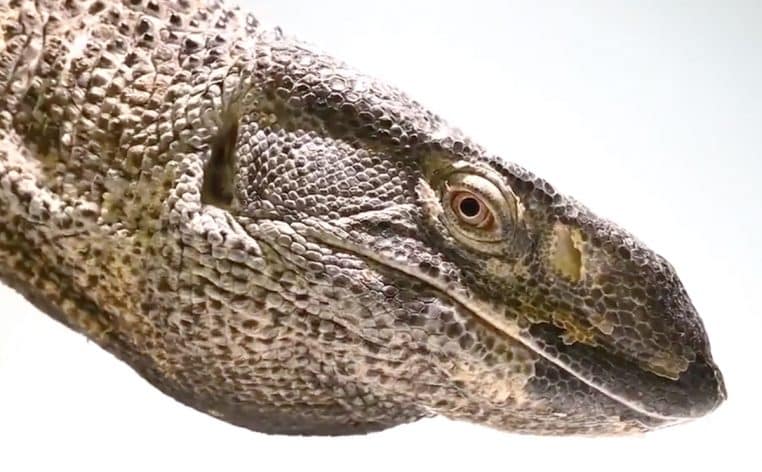 mini dragon lézard science nature