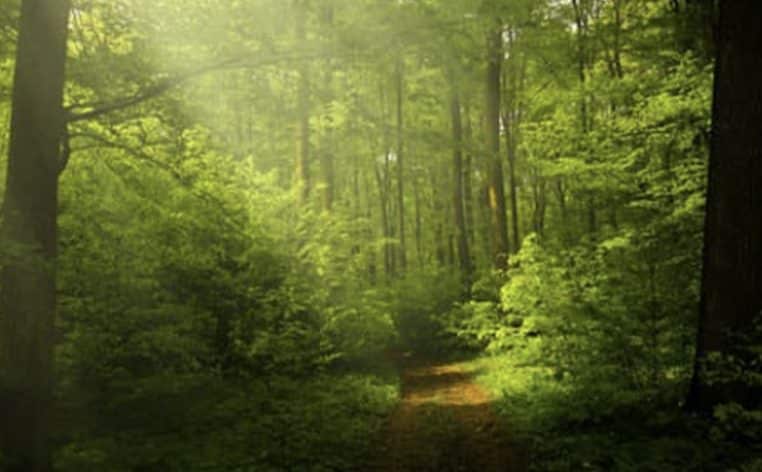 mini dragon lézard science nature