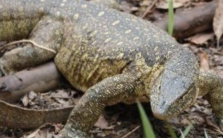 mini dragon lézard science nature