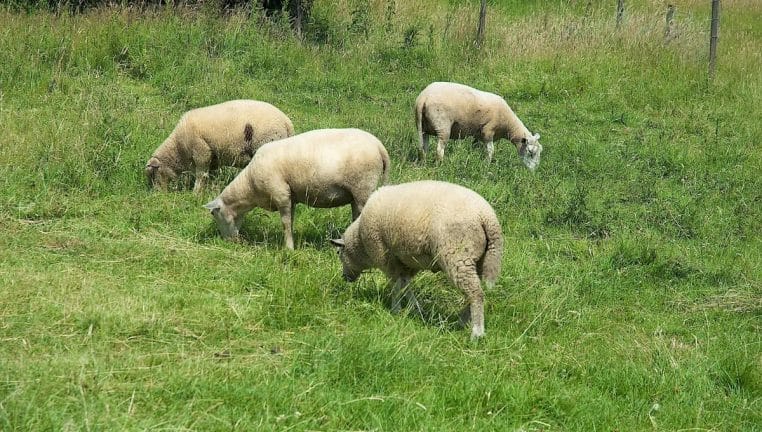 moutons retrouves tues par balles - copie