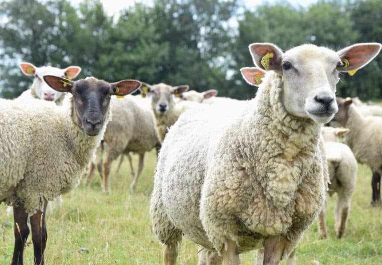 moutons tues par balles