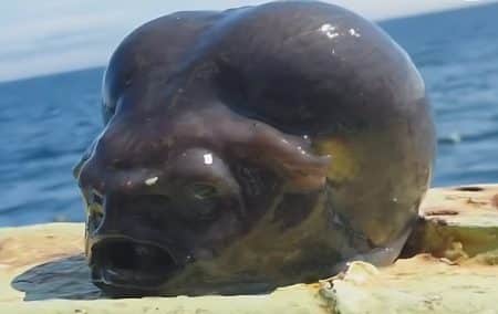 Il pêche un monstre marin