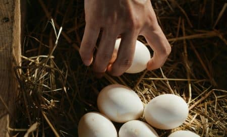 Pénurie des œufs en France : Les Français inquiets
