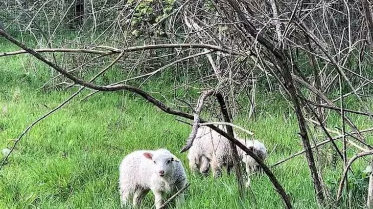 moutons tues par balles