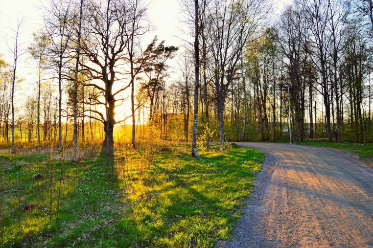 Serene forest pathway with golden sunset light in Norrtälje, Sweden.