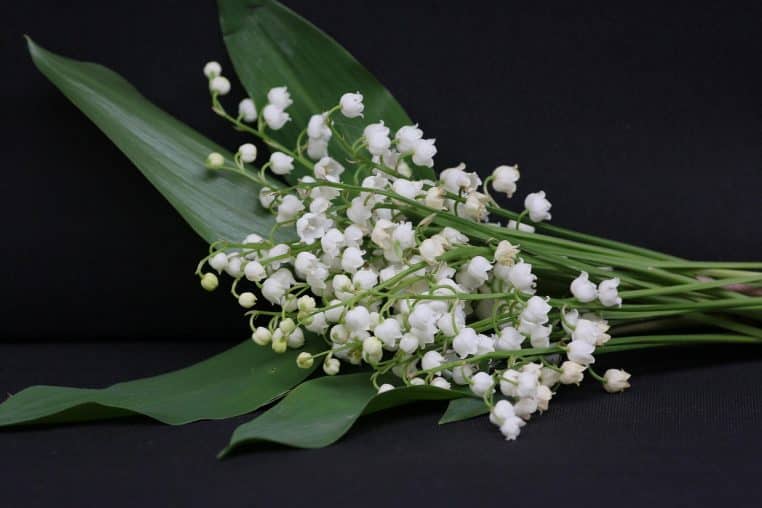 muguet