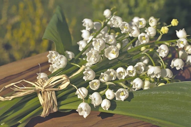 muguet