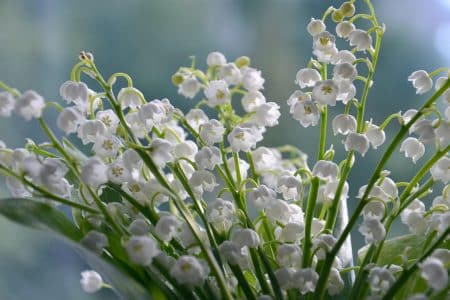 lilies of the valley, flowers, flower background, white flowers, petals, bloom, blossom, beautiful flowers, flora, plants, flower wallpaper, nature