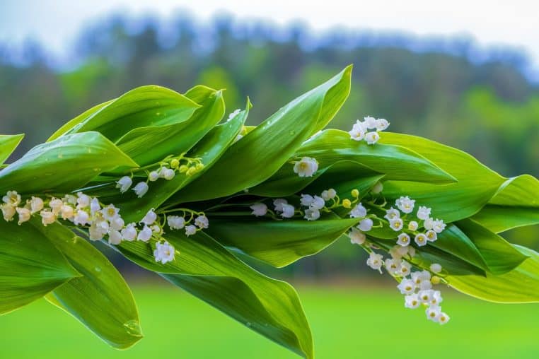 muguet