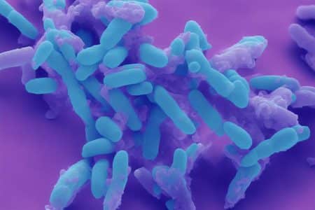 Bacteries dangereuses europe