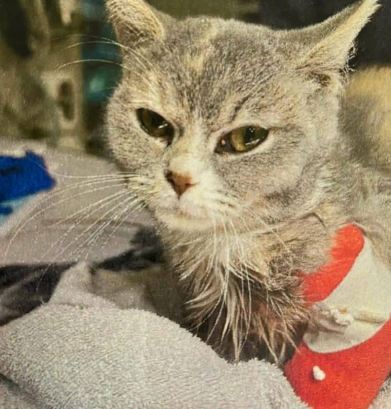 Luna chat cruauté humaine