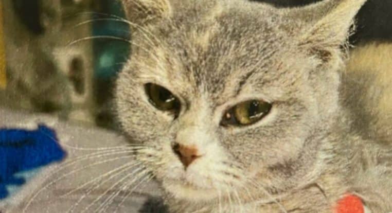 Luna chat cruauté humaine