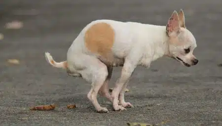 Chien Crotte blanche