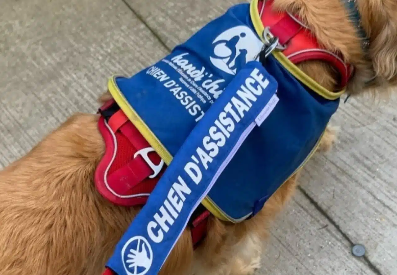 Chien d'assistance