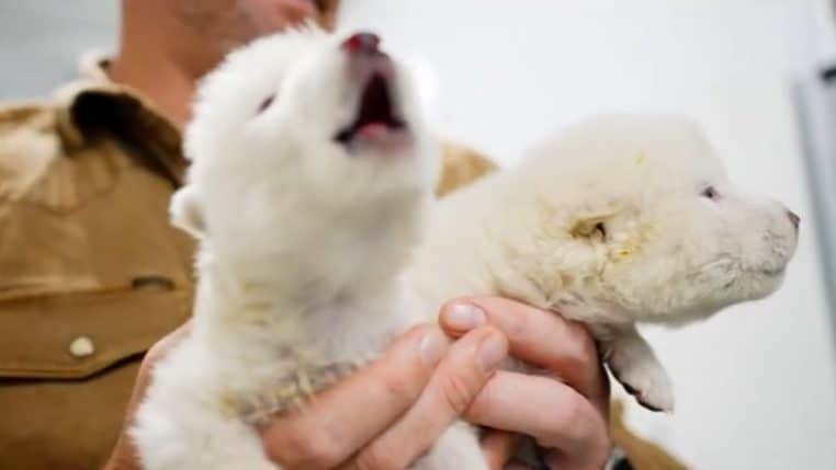 Loup sinistre renait