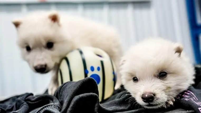 Loup sinistre ressurection