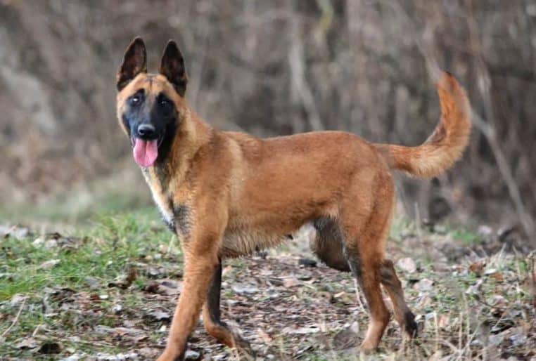 Malinois Maltraitance