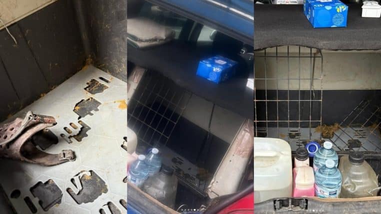 Malinois meurt en plein soleil