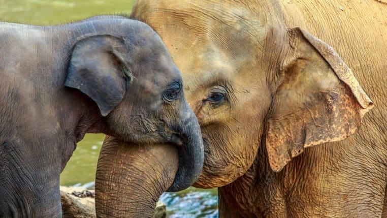 Uriner animaux moyenne